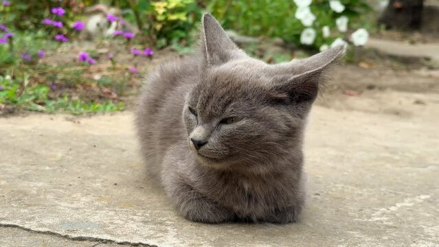 a gray little kitten basks in the sun against a background of flowers in the garden