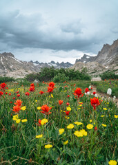 Fototapeta premium flowers in the mountains