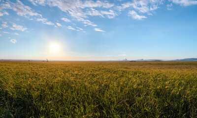Golden Horizons: A Rural Landscape