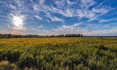 Golden Horizons: A Rural Landscape