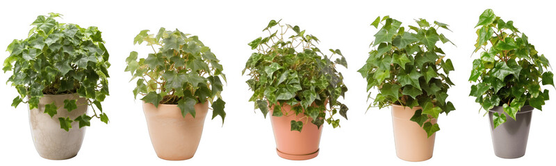 Large house english ivy plant in modern pot or vase isolated on transparent background generative ai