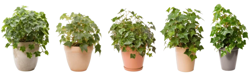 Rolgordijnen Large house english ivy plant in modern pot or vase isolated on transparent background generative ai © Hixel