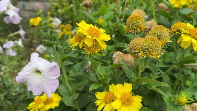 yellow helenium and petunia flowers on a flowerbed in the park