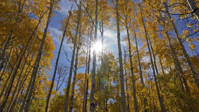 Slow panning view looking at the sun shining through yellow aspen trees during autumn in Utah.