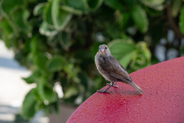 a sparrow standing on a red table, looking at camera