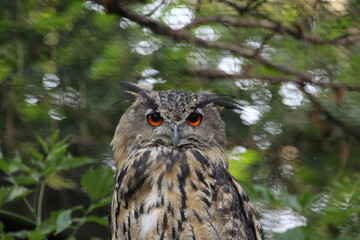Eule mit schönen farbigen Augen