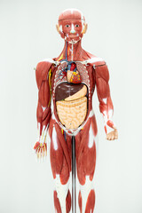 Anatomy human body model isolated on white background.Part of human body model with organ system.Human abdominal model.Medical education concept.
