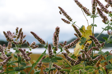 Spermint Flower Close-up