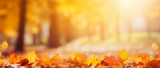 Autumn Leaves Panorama: Colorful Defocused Park Background