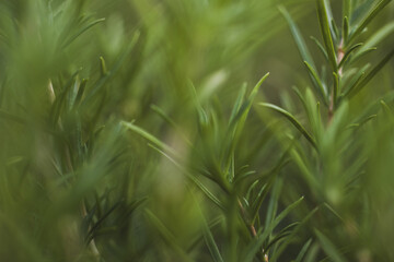 Rosemary up close. Macro photography. Green background with rosemary. Green background with a plant.