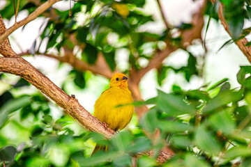 Saffron Finch (Sicalis flaveola) spotted outdoors