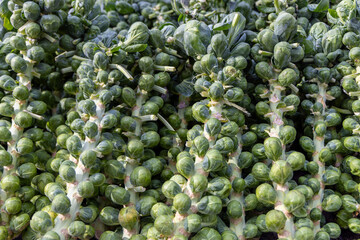close up of several stems of brussels sprouts