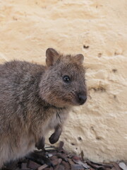 Quokka auf der Insel Rottnest Island in der Nähe von Perth, Australien