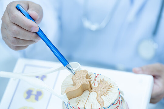 Orthopedic surgeon showing anatomy model human spinal cord on white background.Neurosurgeon using pen pointing segment of the spine.Doctor explain to patient for office syndrome and medical treatment.