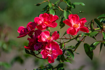 Beautiful unusual red roses in the garden. Close up. Macro photography.