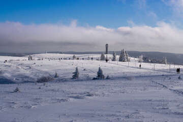 snow covered trees