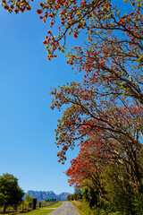 A photo of very bright, colorful erythrina caffra trees blooming in full sunlight in Worcester, South Africa.