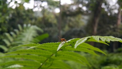 Black and orange color beetle photo.