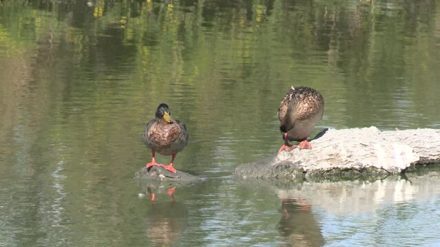 deux canards se reposant sur un rocher sortant de l'eau