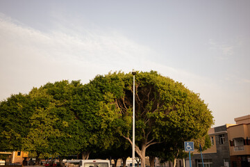 Drzewo przy ulicy na Fuerteventura