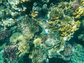 underwater real life