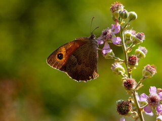 Fototapeta premium Close-up deep bokeh of yellow spiny butterfly on flower