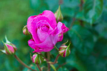 Rosa del Roseto comunale di Roma. Un giardino con più di mille rose