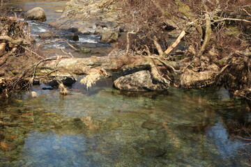 Fototapeta premium river in the forest