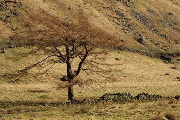 tree in the desert