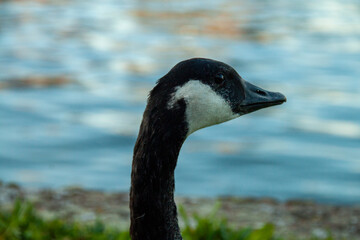 Duck of dird