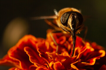 close up of a flower