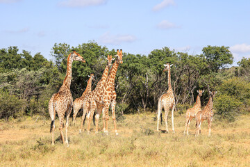 Naklejka na ściany i meble Reticulated Giraffe in the Waterberg Region of South Africa