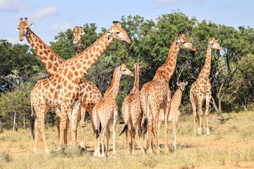 Naklejka na ściany i meble Reticulated Giraffe in the Waterberg Region of South Africa