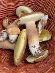 Wild boletus mushrooms growing and collected in the forest