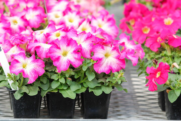 Petunia, Petunias in the tray,Petunia in the pot