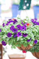 Petunia, Petunias in the tray,Petunia in the pot