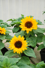 Helianthus annuus, small and potted sunflowers. small flower size
