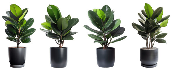 Large house rubber plant in modern pot or vase isolated on transparent background generative ai
