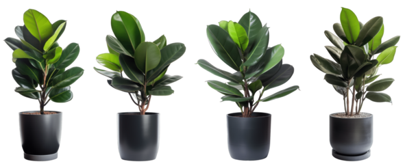Large house rubber plant in modern pot or vase isolated on transparent background generative ai