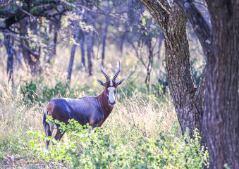 An inquisitive Blesbok in the Waterberg Region of South Africa