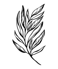 Botanical line illustration of a leaves branch for wedding invitation and cards, logo design, web, social media and posters template. Elegant minimal style floral vector isolated.	