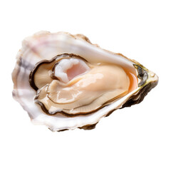 Isolated Oyster on Half-Shell