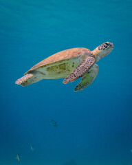 Obraz na płótnie Canvas Green Turtle Cruising at Playa Piskado
