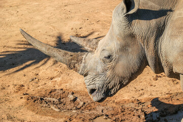 White Rhino grazing at Ant's Nest private reserve in the Waterberg Region of South Africa