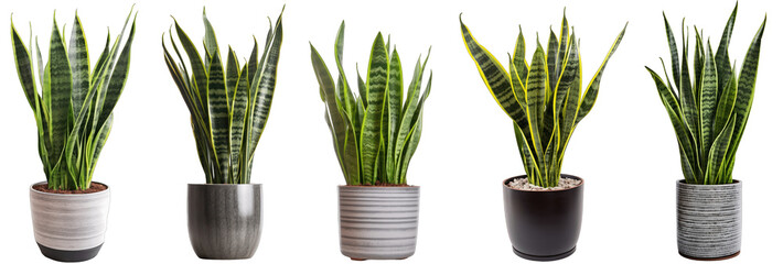 Large house snake plant in modern pot or vase isolated on transparent background generative ai