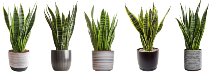 Large house snake plant in modern pot or vase isolated on transparent background generative ai
