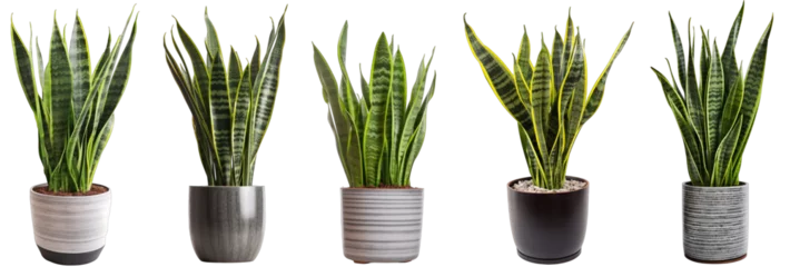 Rolgordijnen Large house snake plant in modern pot or vase isolated on transparent background generative ai © Hixel