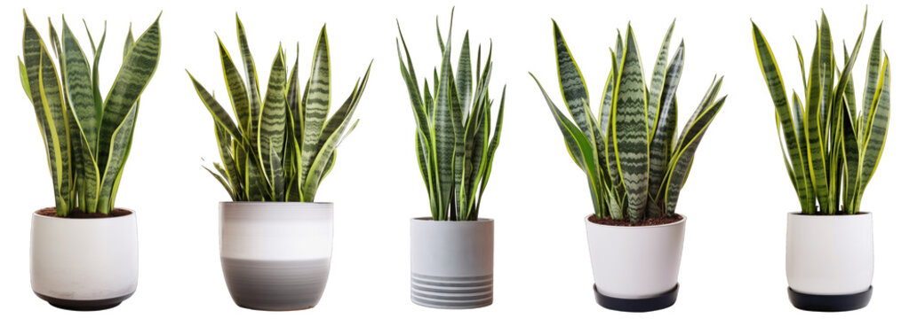 Large house snake plant in modern pot or vase isolated on transparent background generative ai