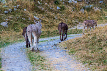 Hike in the Carpathians, Romania