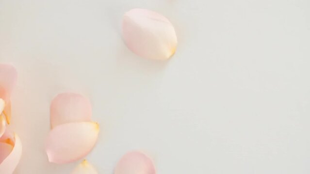 Flowers Rose petals blown by wind on pastel, beige background. Sun and shadows. Reflections sunlight and shadows in slow motion. Valentines day texture. High quality FullHD footage